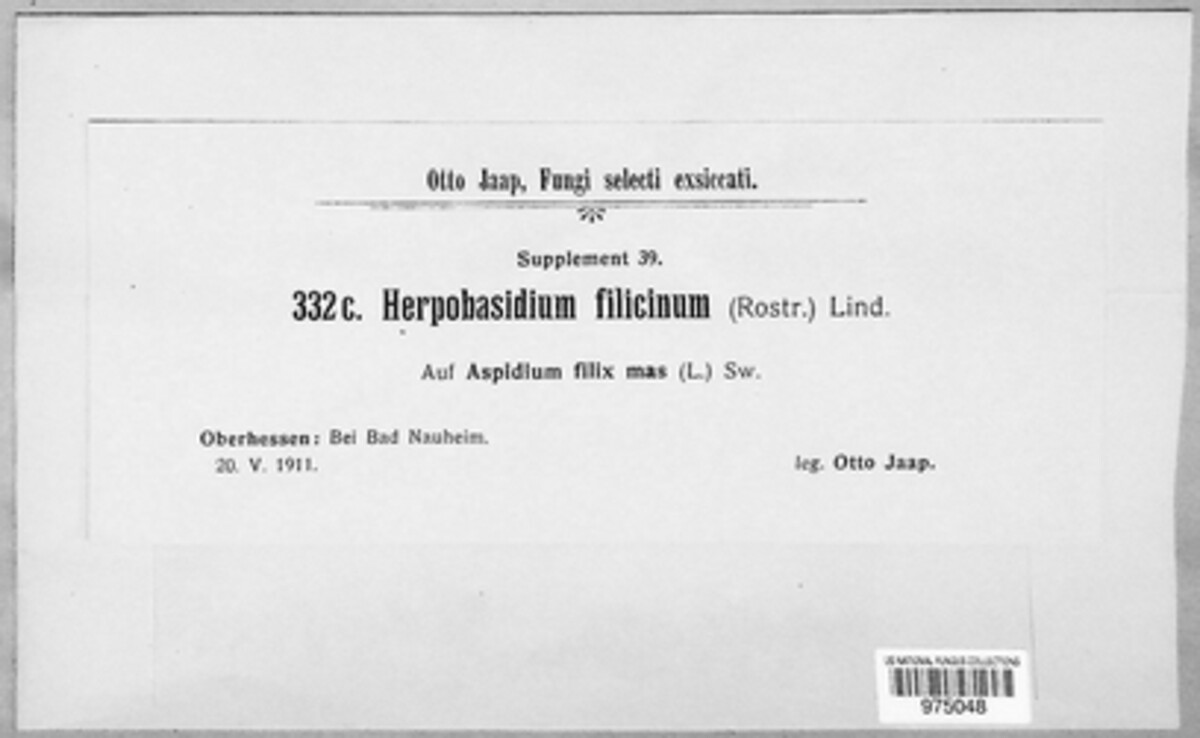 Herpobasidium filicinum image